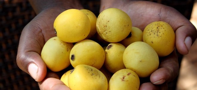 ORARE 100%有機認證馬魯拉油 - 縮圖 3