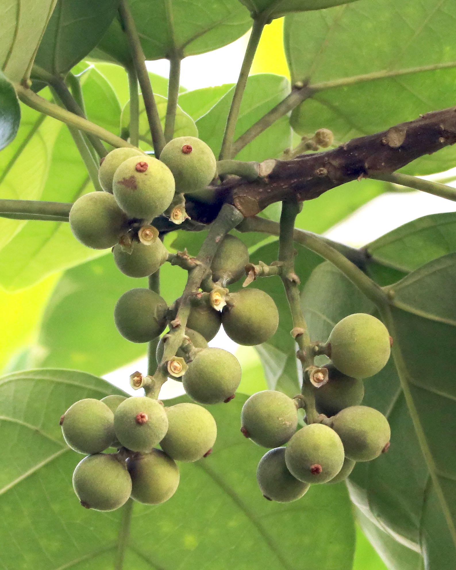 ORARE 純淨有機冷萃皂 - 縮圖 1